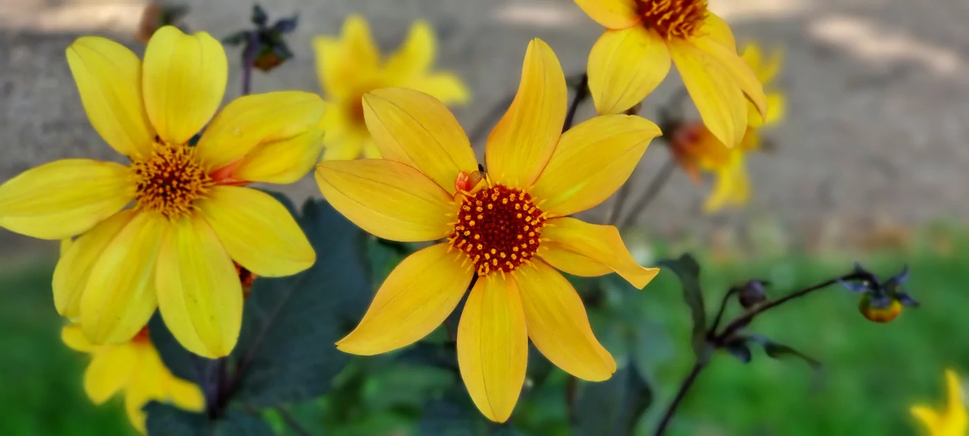Blumen Bilder Deutschland Pflanzen Fotos nachhaltige Stofftaschen Motive